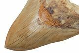 Fossil Megalodon Tooth - Fantastic Indonesian Meg #219304-4